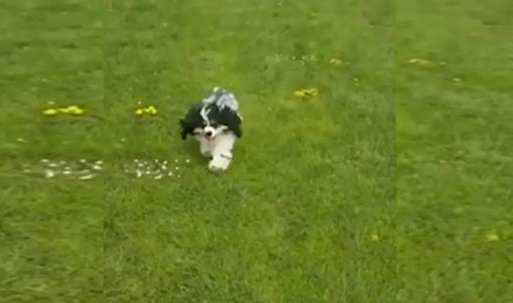 Desliza las imágenes para ver más detalles sobre esta conmovedora historia de recuperación de un perrito. Foto: captura de YouTube