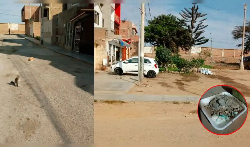 Denuncian oleada de envenenamiento de mascotas en Chiclayo Denuncian oleada de envenenamiento de mascotas en Chiclayo