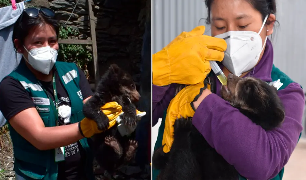 Poblador reportó que encontró a especie al interior de su domicilio. Foto: Serfor.