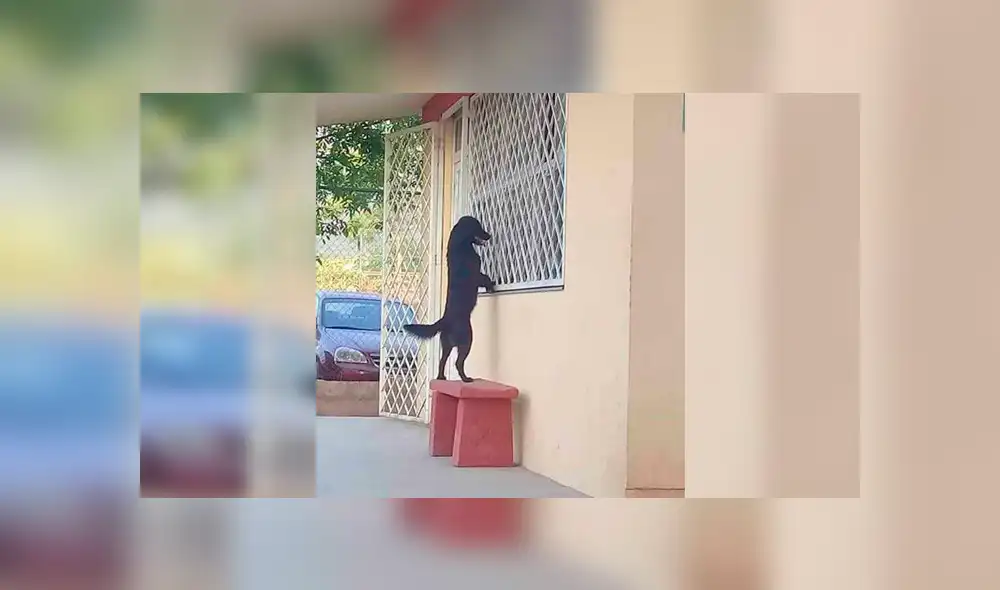 Facebook viral: inteligente perro acompaña a su dueño a su primer día de escuela [FOTOS]