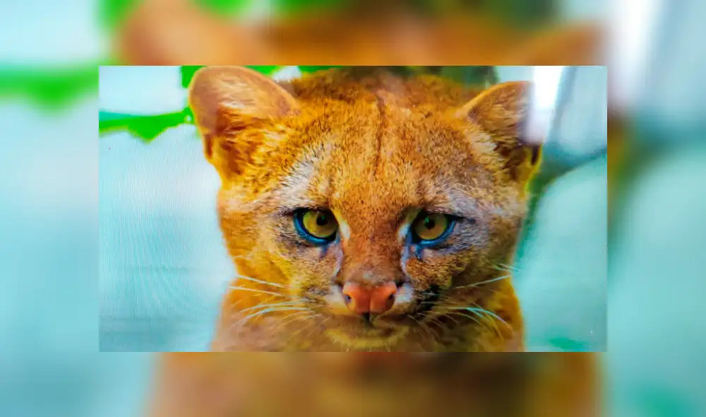 Desliza para ver las imágenes más tiernas de la historia que se hizo viral en Facebook. Desliza para ver las imágenes más tiernas de la historia que se hizo viral en Facebook.