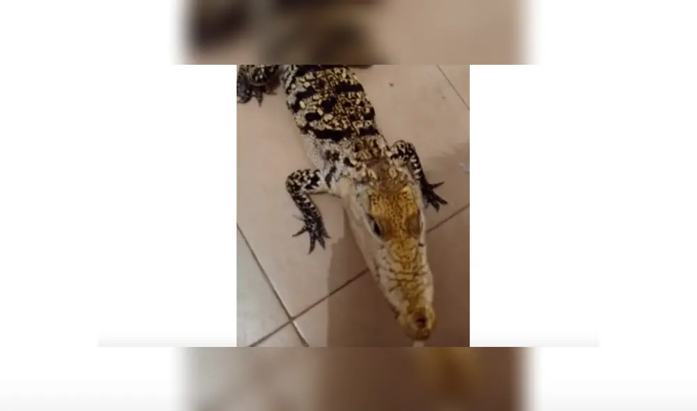 Hombre adiestra a cocodrilo y lo convierte en una obediente mascota, hecho que sorprendió a miles de YouTube. Hombre adiestra a cocodrilo y lo convierte en una obediente mascota, hecho que sorprendió a miles de YouTube.