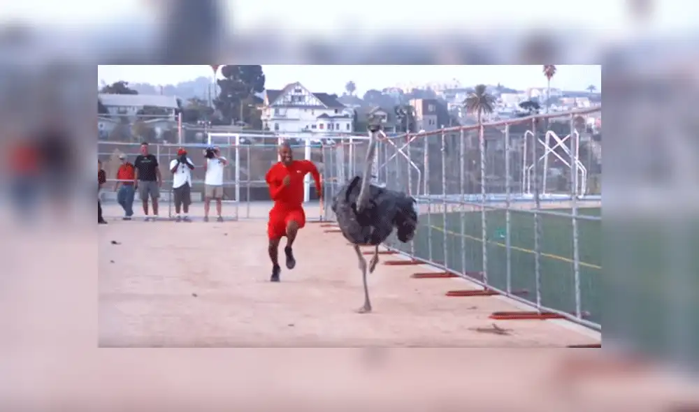 YouTube viral: avestruz y atleta midieron su velocidad y esta fue la abismal diferencia