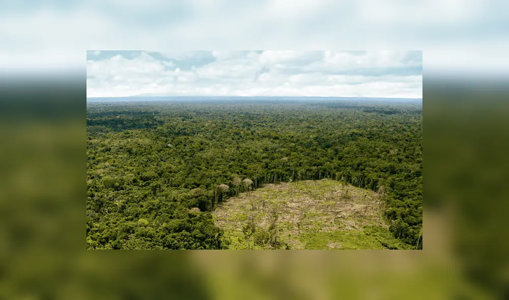 El Perú pierde más de 427 hectáreas de bosques por día