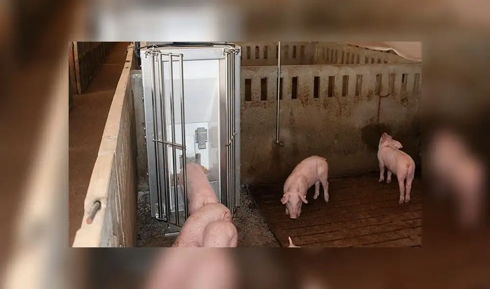 Millones de cerdos han fallecidos en todo el mundo a causa de la peste porcina africana. Foto: Europa Press (archivo) Millones de cerdos han fallecidos en todo el mundo a causa de la peste porcina africana. Foto: Europa Press (archivo)