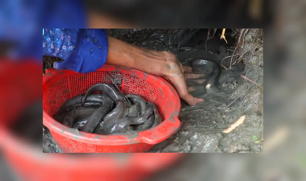 Un joven compartió en YouTube el hallazgo que hizo dentro de un extraño hoyo de barro, donde descubrió misteriosos peces con un aspecto aterrador Un joven compartió en YouTube el hallazgo que hizo dentro de un extraño hoyo de barro, donde descubrió misteriosos peces con un aspecto aterrador