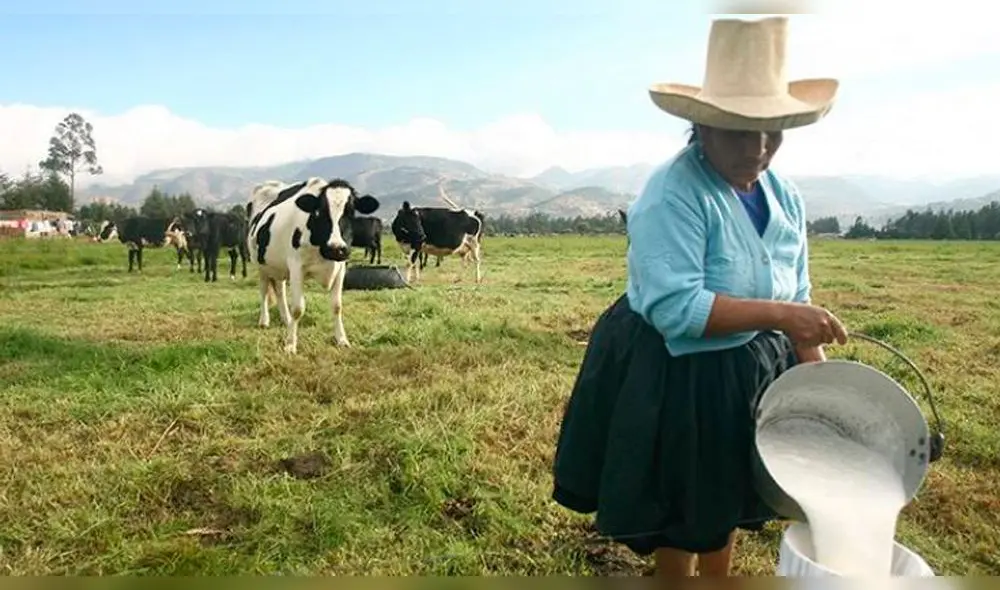 Producción de leche en Cajamarca