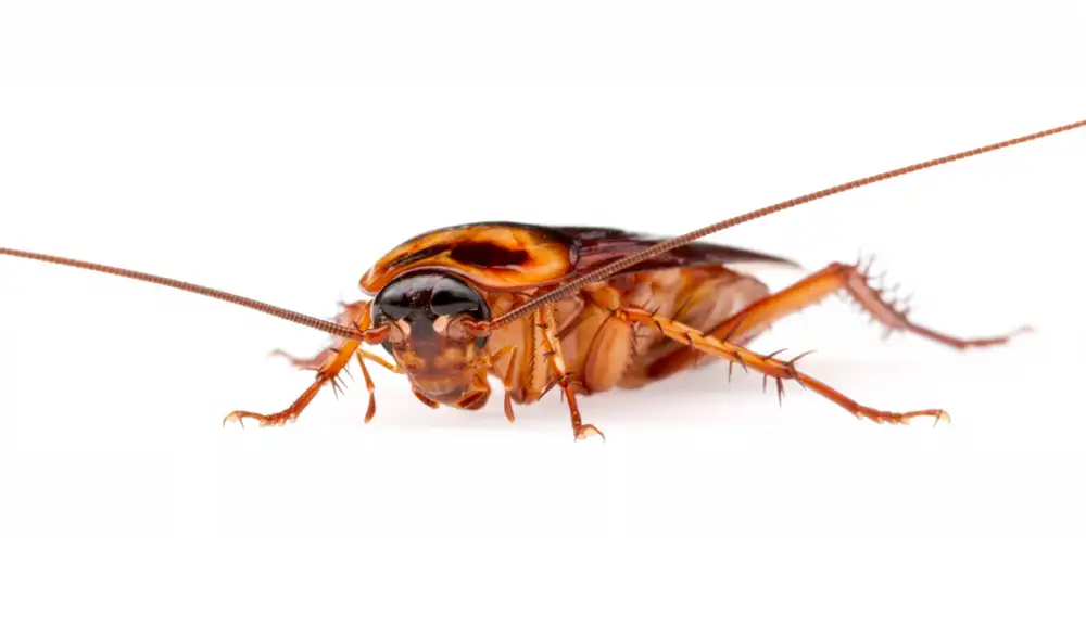 El pan hecho con cucarachas tiene más proteínas que la carne roja