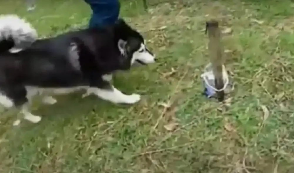 Los investigadores vienen entrenando a seis perros y esperan tener 100 en un futuro. Foto: Captura/Noticias Caracol