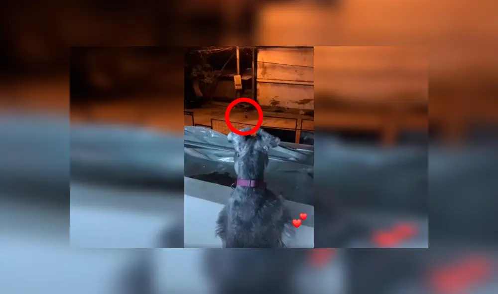 Desliza las imágenes para conocer la romántica escena de dos perros que permanecieron separados por la cuarentena. Desliza las imágenes para conocer la romántica escena de dos perros que permanecieron separados por la cuarentena.