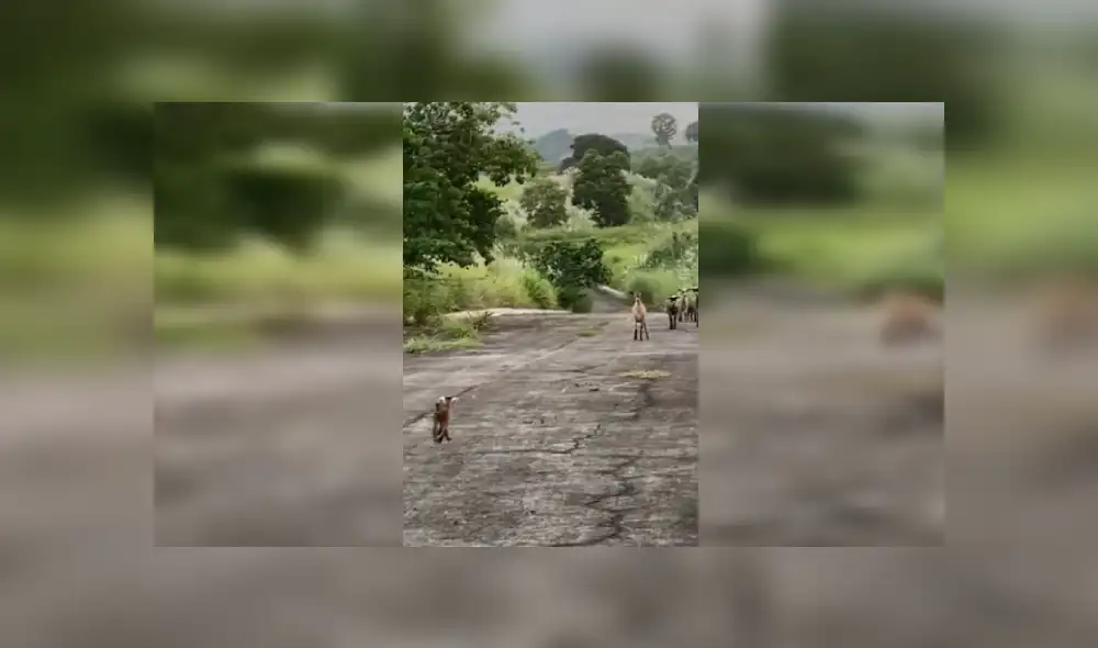 Desliza las imágenes hacia la izquierda para observar el emotivo encuentro entre una cabra y su bebé. Fotocaptura: Clarín. Desliza las imágenes hacia la izquierda para observar el emotivo encuentro entre una cabra y su bebé. Fotocaptura: Clarín.