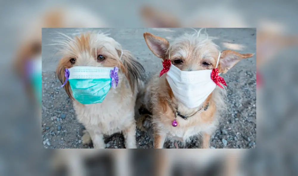 Animales – mascotas – perros – covid-19 – coronavirus