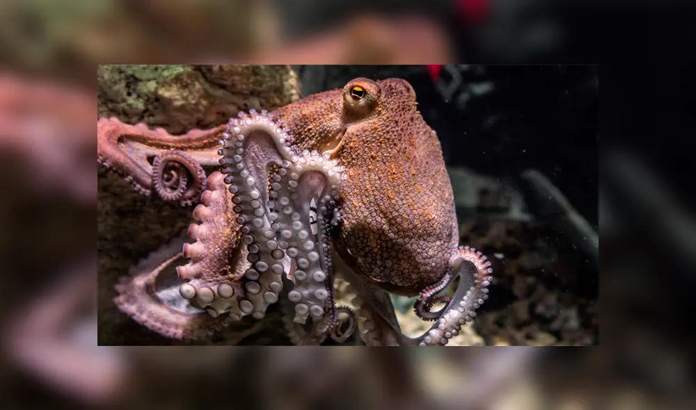 YouTube viral: pulpo ‘baila’ para un buzo en el fondo del mar y sorprende a miles [VIDEO]