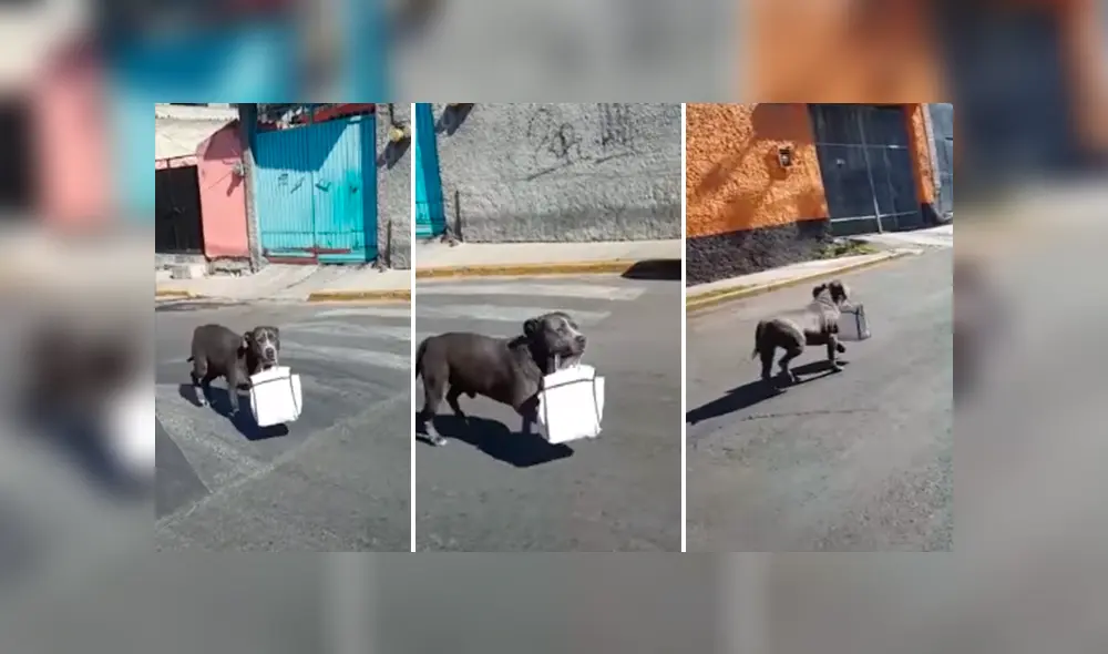 Desliza las imágenes hacia la izquierda para apreciar el emotivo gesto de un perro para agradecer a su dueño. Desliza las imágenes hacia la izquierda para apreciar el emotivo gesto de un perro para agradecer a su dueño.