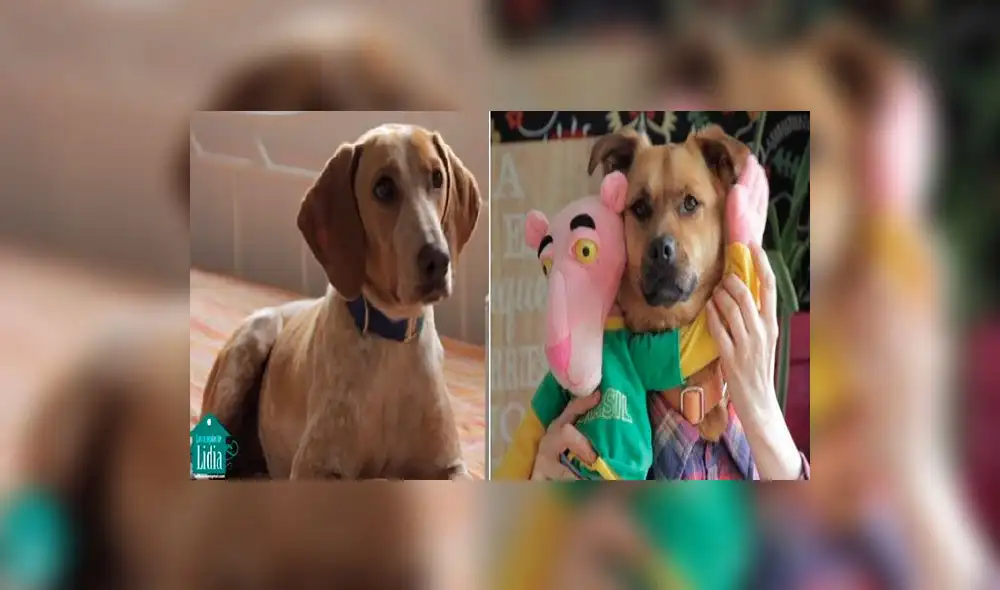 YouTube: ‘Tu perrito’, la versión canina de ‘Despacito’ que promueve la adopción de animales YouTube: ‘Tu perrito’, la versión canina de ‘Despacito’ que promueve la adopción de animales