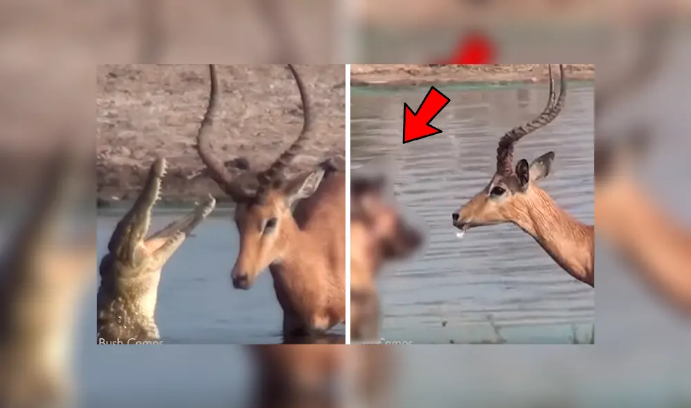 El impala pudo lograr escapar del feroz ataque de un cocodrilo, pero no podría soportar lo que le ocurrió llegando a la orilla. Foto: captura
