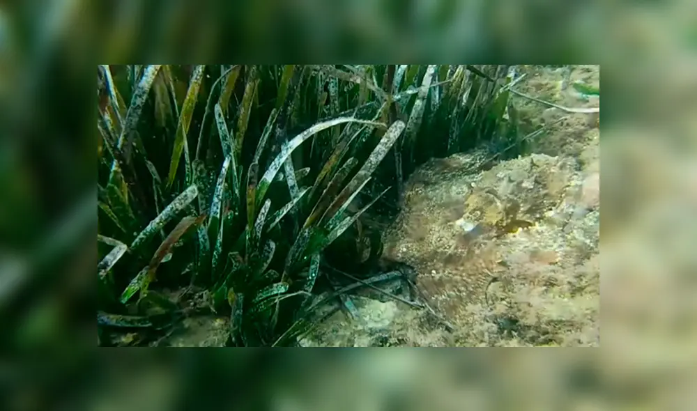 YouTube viral: se sumerge en el fondo del mar y capta a extraña criatura ‘invisible’ que lo aterra con su aspecto