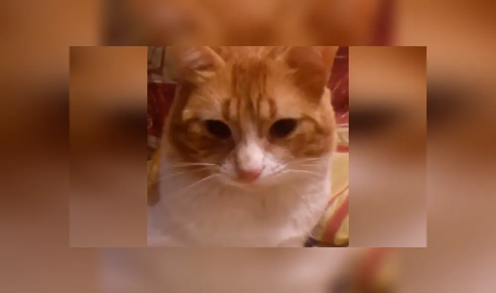 Desliza las imágenes para conocer el tremendo regaño que dio un gato a su dueño por no prestarle atención. Desliza las imágenes para conocer el tremendo regaño que dio un gato a su dueño por no prestarle atención.