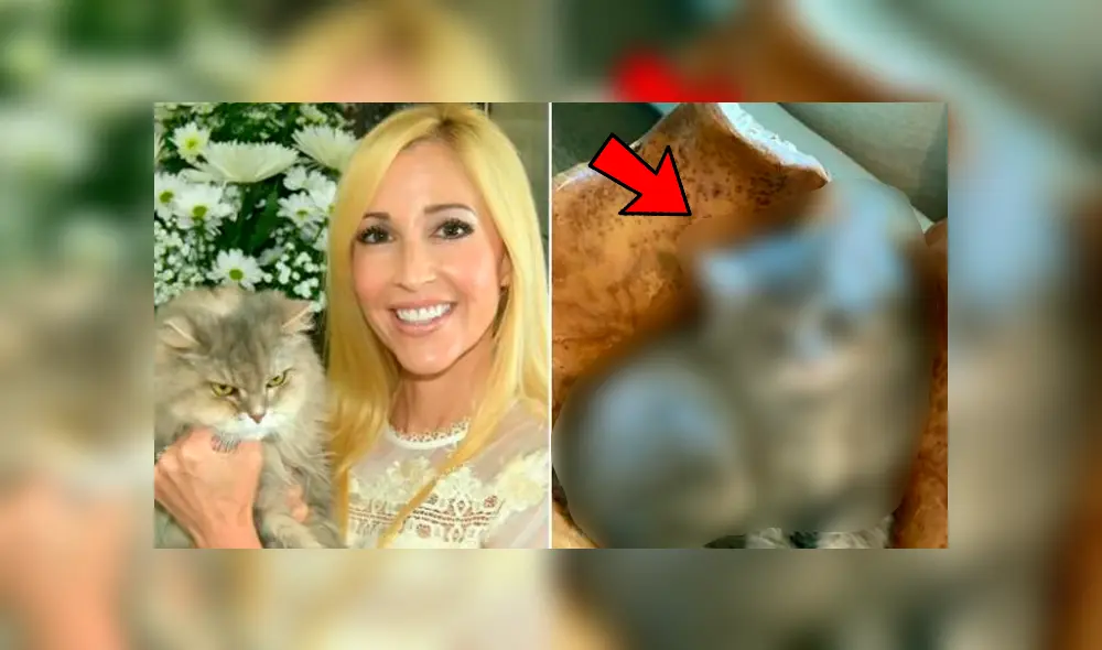 El gatito recibe el amor de sus dueños quienes están muy felices con los resultados de la clonación. Foto: SWNS El gatito recibe el amor de sus dueños quienes están muy felices con los resultados de la clonación. Foto: SWNS