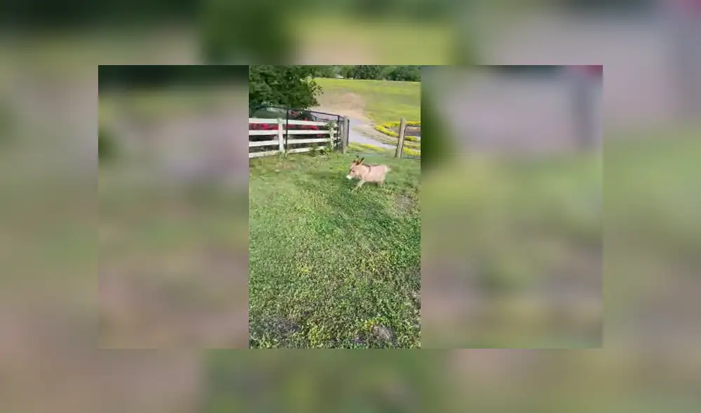 Desliza para ver los detalles de este gracioso video viral de Facebook. Foto: Captura. Desliza para ver los detalles de este gracioso video viral de Facebook. Foto: Captura.