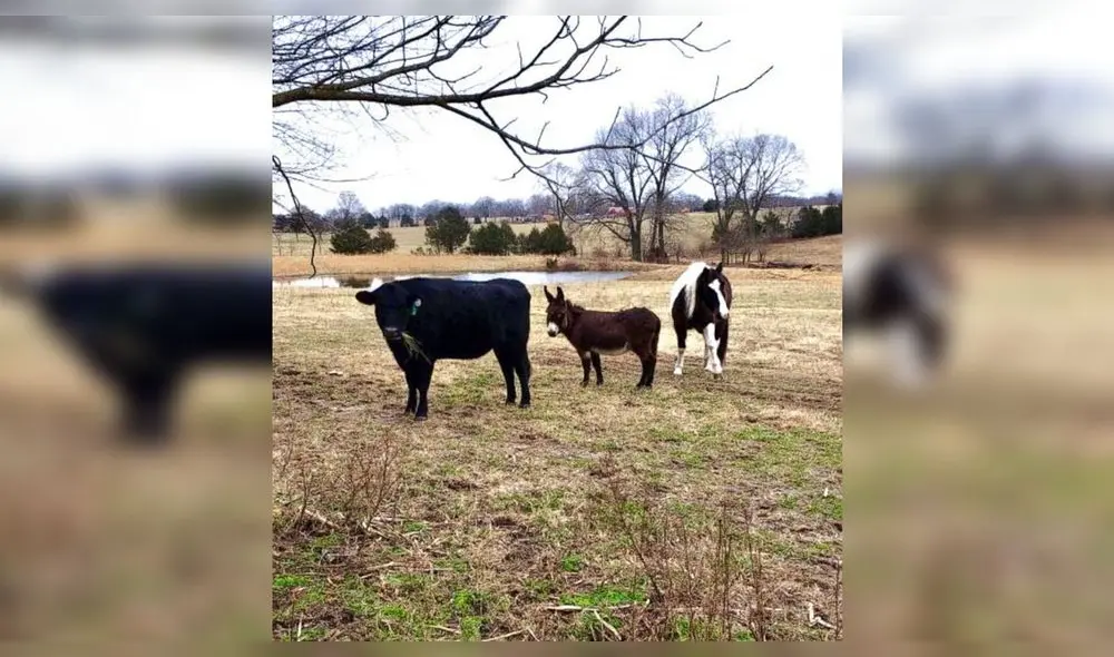Desliza para conocer a Violeta, la burra que ayuda a animales ciegos. Foto: Facebook. Desliza para conocer a Violeta, la burra que ayuda a animales ciegos. Foto: Facebook.