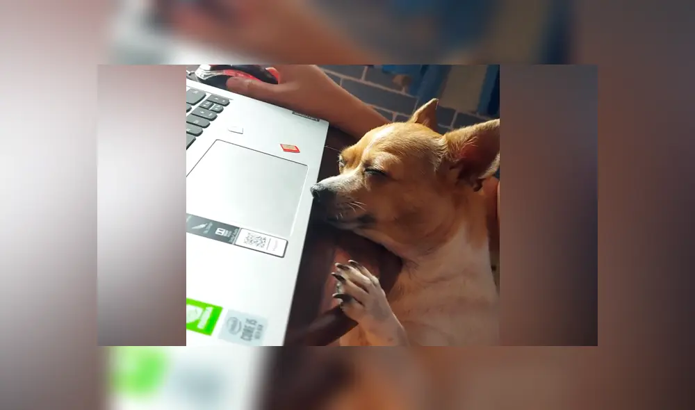 Desliza las imágenes para ver la curiosa escena que protagonizó este perro chihuahua. Fotocapturas: ViralHog/YT