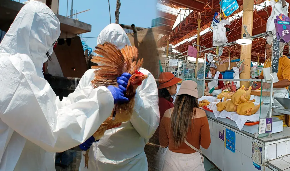 Conoce si el brote de gripe aviar afectará la venta de aves en mercados. Foto: Urpi