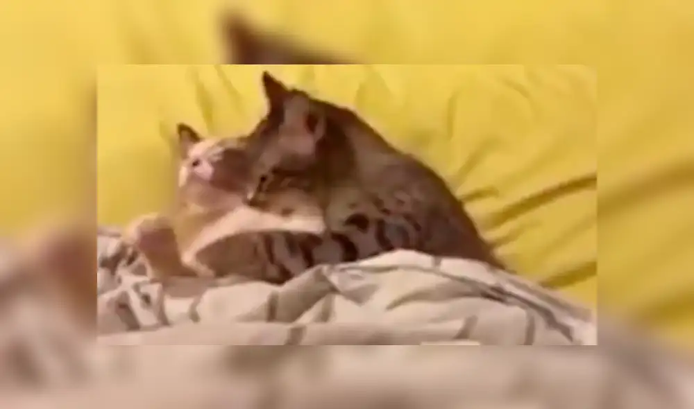 Facebook: gato se pone romántico con su pareja, pero solo recibe cruel indiferencia [VIDEO]