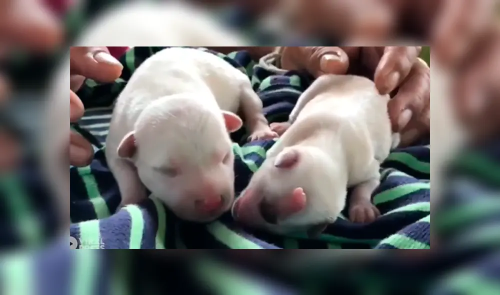 YouTube viral: nace perro con un solo ojo y sus dueños piden ayuda por su delicado estado de salud