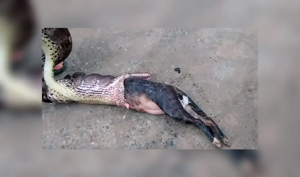 El autor del video de YouTube se acercó a serpiente salvaje para grabar asqueroso momento en que regurgita a un gato