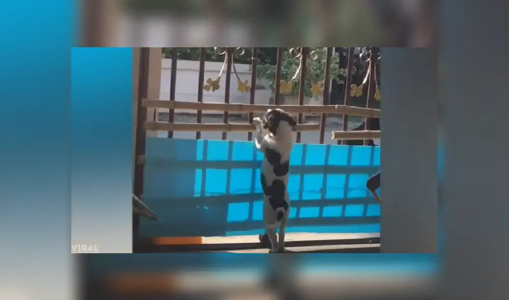 Desliza para ver más imágenes del tierno perro que quiso salir a como de lugar de su casa. Desliza para ver más imágenes del tierno perro que quiso salir a como de lugar de su casa.