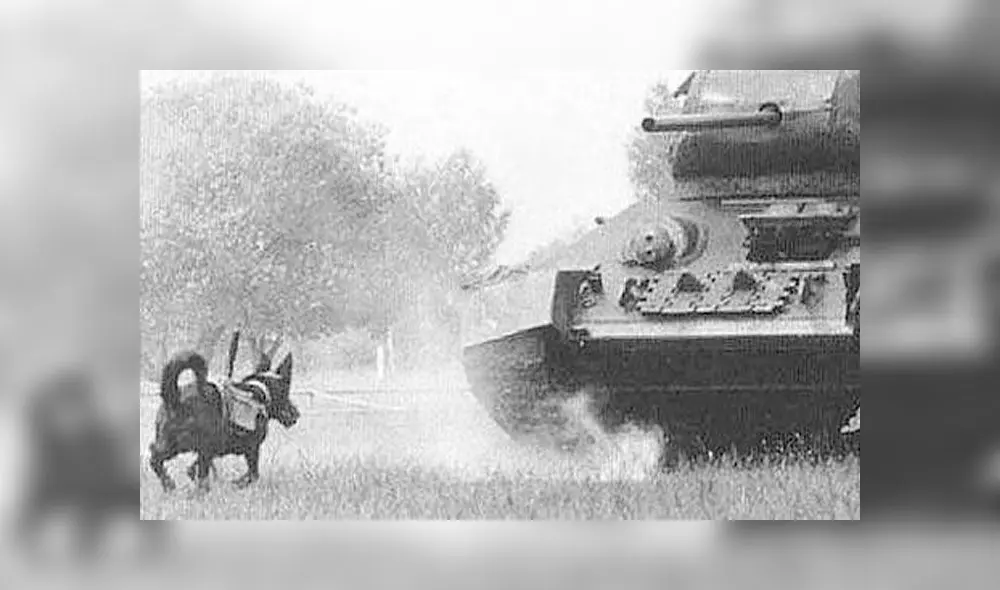 Los 'perros bomba' fueron utilizados por la URSS para detener la invasión alemana. Los 'perros bomba' fueron utilizados por la URSS para detener la invasión alemana.