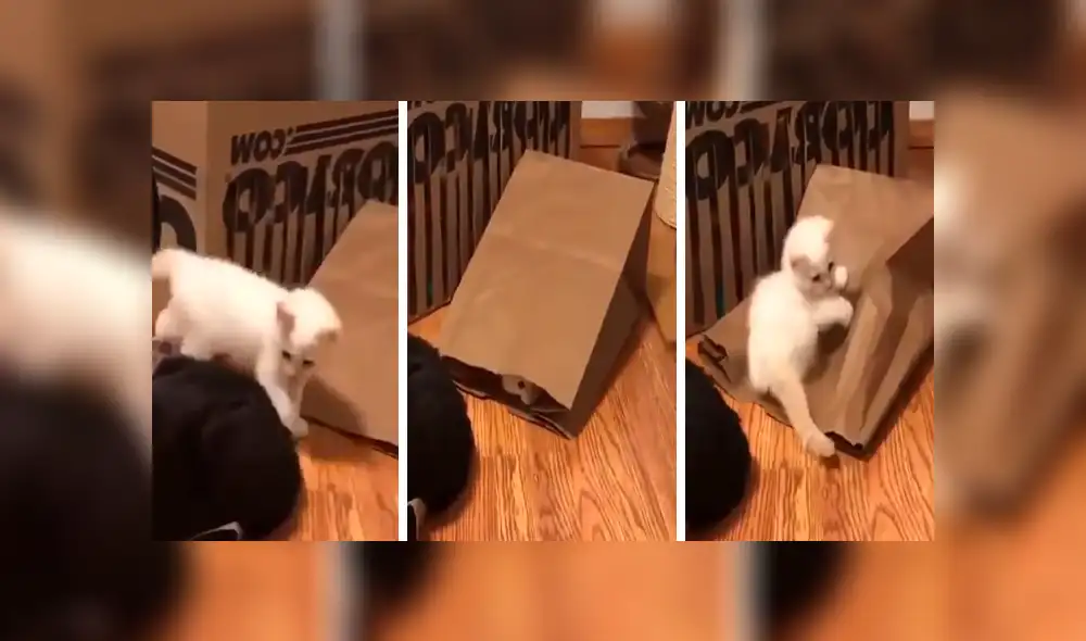Desliza las imágenes hacia la izquierda para apreciar la divertida escena que protagonizaron unos gatos bebés. Foto: Captura.