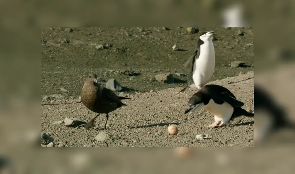 El pingüino se dio cuenta de que habían robado su huevo y se abalanzó contra la skúa. Foto: captura. El pingüino se dio cuenta de que habían robado su huevo y se abalanzó contra la skúa. Foto: captura.