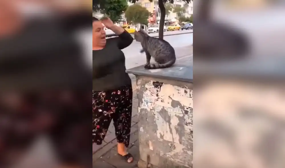 Desliza las imágenes para conocer la reacción de un gato que odia recibir afecto de los transeúntes. Foto: captura de TikTok
