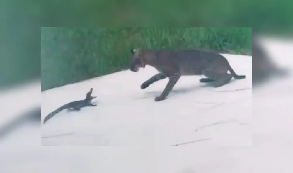 Desliza para ver la secuencia de la dura batalla entre estos dos animales. Foto: Conner DeMonte / TikTok / Viral Press