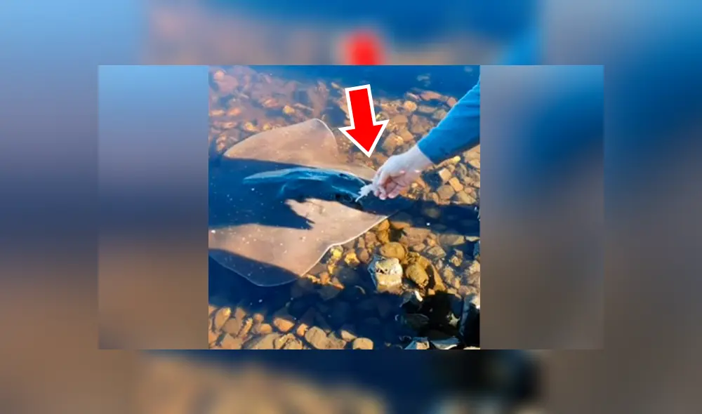Facebook viral: ve una criatura venenosa varada en playa, la alimenta y sucede lo inesperado [VIDEO] 