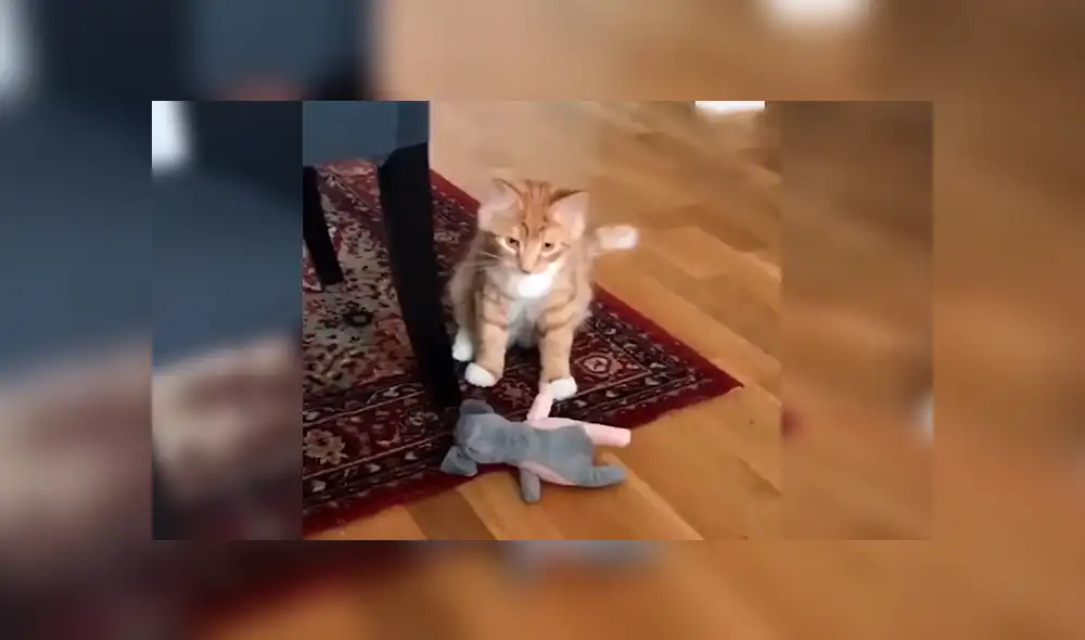 En Facebook, un tierno gato asombró con su habilidad al alcanzar varios objetos a su cuidador. En Facebook, un tierno gato asombró con su habilidad al alcanzar varios objetos a su cuidador.