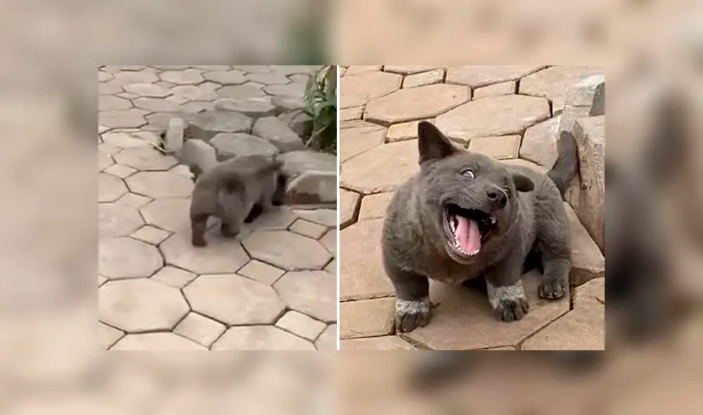 A través de Facebook se ha vuelto viral un curioso debate sobre este tierno animal.