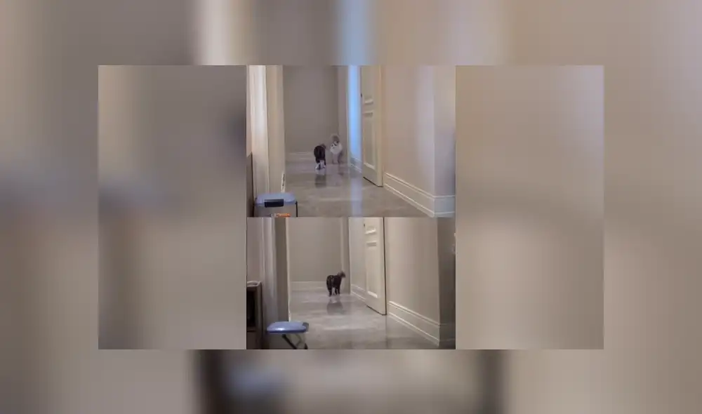 Desliza las imágenes para apreciar el emotivo comportamiento de un gato al quedarse sin su ‘compañero’. Desliza las imágenes para apreciar el emotivo comportamiento de un gato al quedarse sin su ‘compañero’.