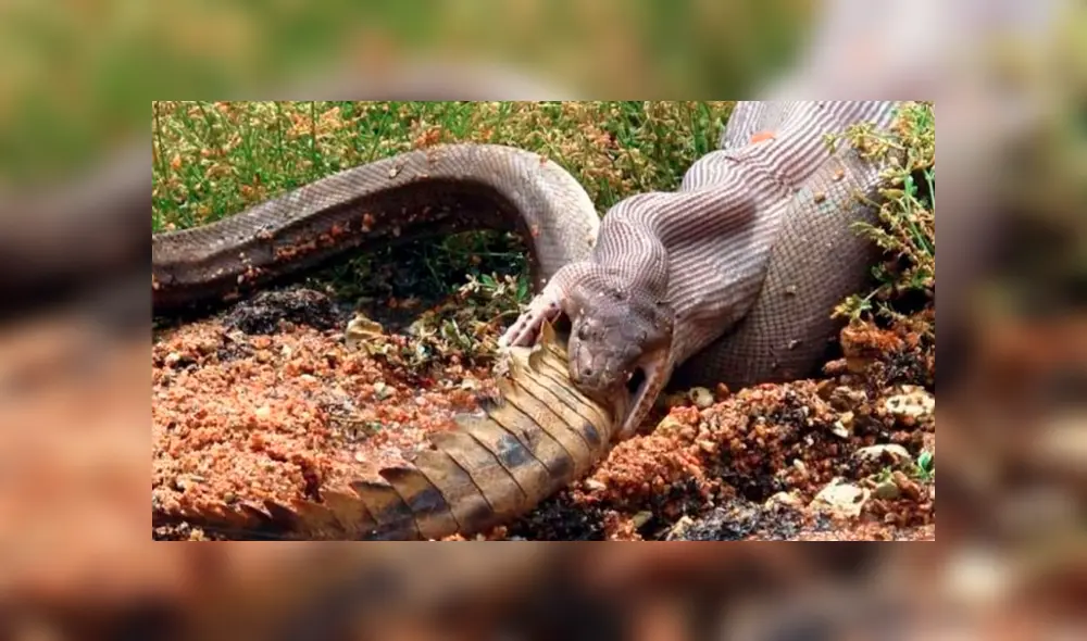 Hombre graba el momento en que una enorme serpiente devora a cocodrilo. Hombre graba el momento en que una enorme serpiente devora a cocodrilo.