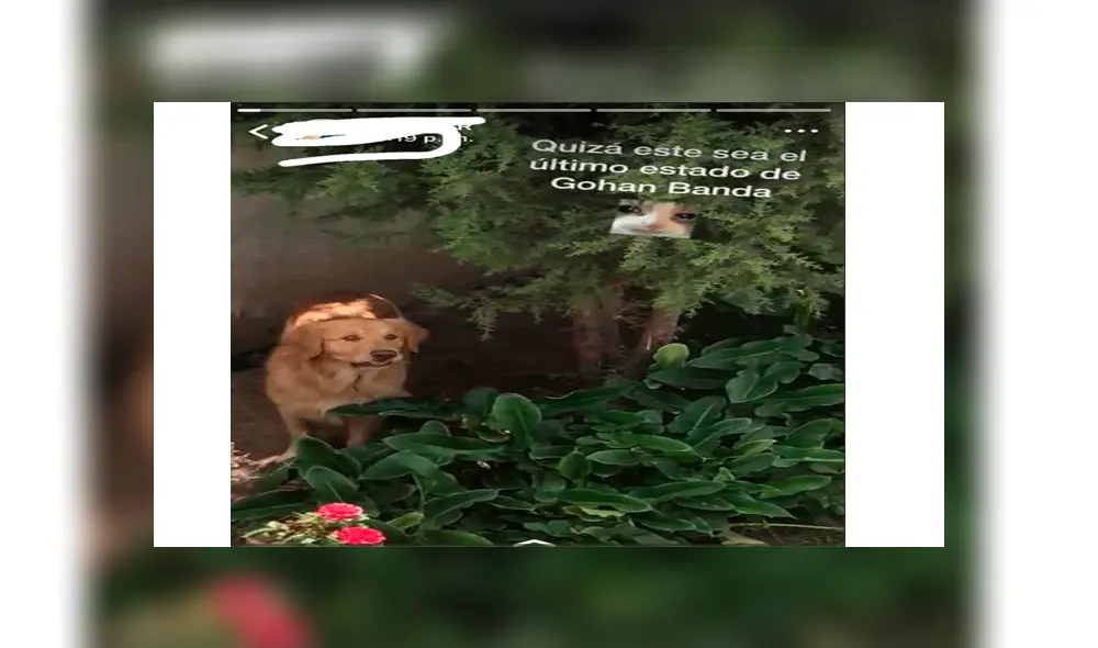 Iphonelate Iphonelate