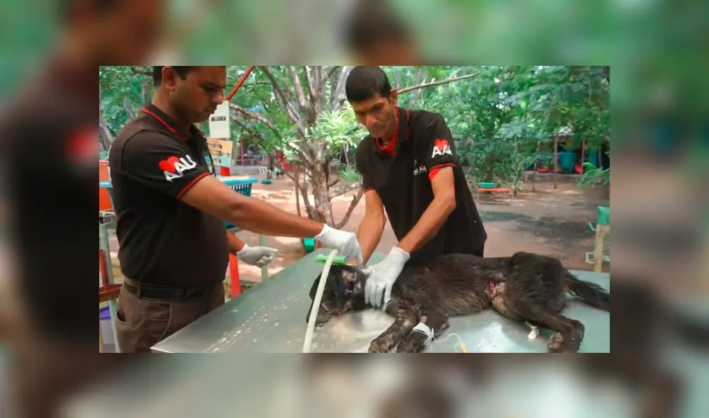 Desliza hacia la izquierda para ver algunas imágenes de la recuperación del perro encontrado en deplorables condiciones. Video es viral en YouTube. Desliza hacia la izquierda para ver algunas imágenes de la recuperación del perro encontrado en deplorables condiciones. Video es viral en YouTube.