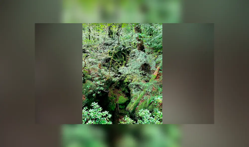 Google Maps: conoce todo sobre Aokigahara, el ‘bosque de los suicidios’ ubicado en Japón Google Maps: conoce todo sobre Aokigahara, el ‘bosque de los suicidios’ ubicado en Japón
