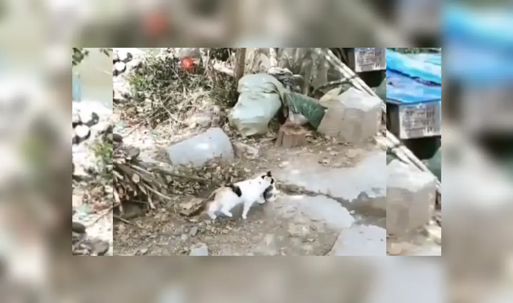 Video es viral en Facebook. La felina escuchó el llanto de uno de sus críos y corrió de inmediato a rescatarlo al ver que necesitaba ayuda. Fotocaptura: Twitter
