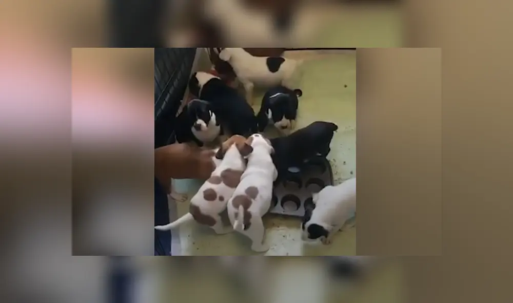 La perrita se adaptó a su casa provisional y tuvo sus diez cachorros allí. Foto: YouTube. La perrita se adaptó a su casa provisional y tuvo sus diez cachorros allí. Foto: YouTube.