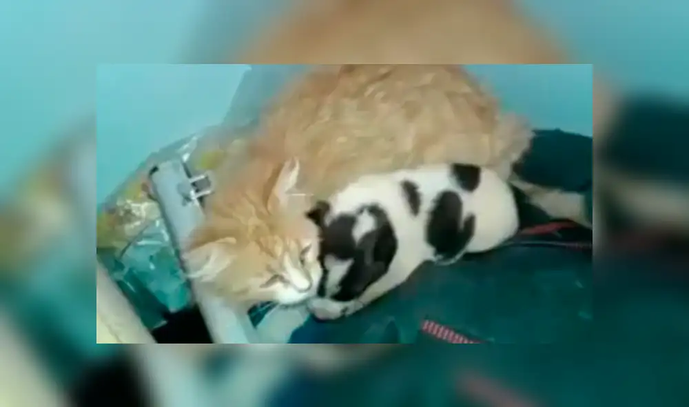 En Facebook, una chica descubrió que su mascota recogió un cachorro callejero para llevarlo a su casa. En Facebook, una chica descubrió que su mascota recogió un cachorro callejero para llevarlo a su casa.