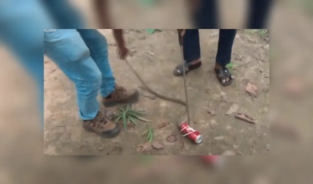 Rescató a cobra atrapada en una lata sin esperar su terrorífica reacción [VIDEO]