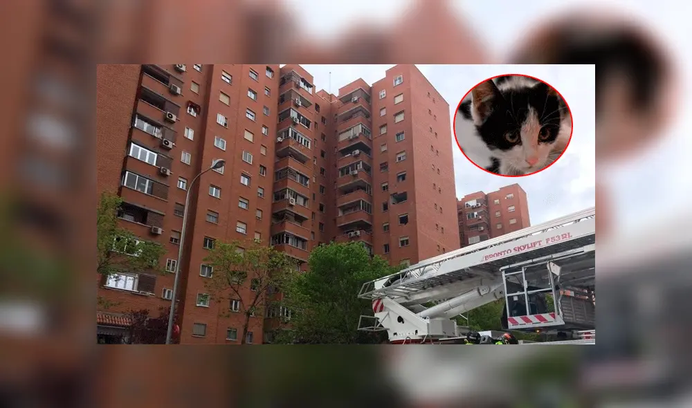 Vecinos piden dejar de alimentar a un gato callejero, pero la respuesta de unos niños causa furor en redes [FOTOS]