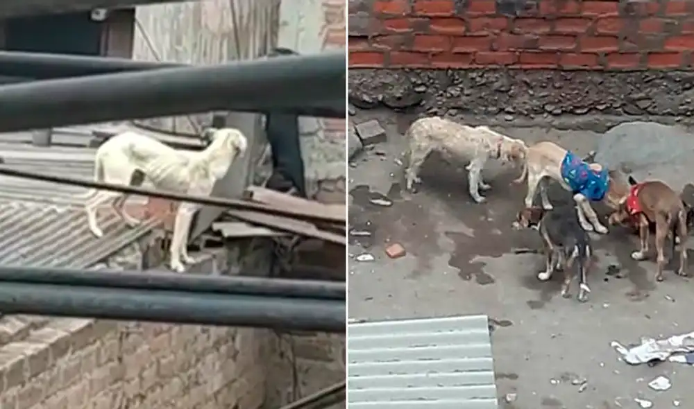 maltrato animal comas